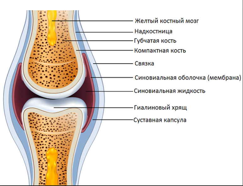 Боль из сустава просом прогоняю, больше с суставами горя не знаю!