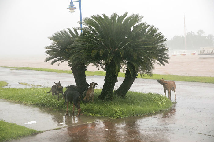 Dogs Take Refuge From The Rain As Hurricane Irma Makes Its Entry Into Samana, Dominican Republic, On Thursday