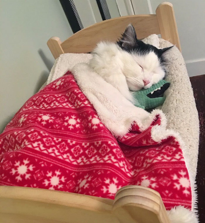 rescue-cat-sleeps-doll-bed-sophie-4