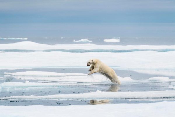 Невероятные изображения показывают величественного белого медведя и ее детеныша