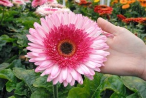 patio_gerbera_everglades_headshot_withhand