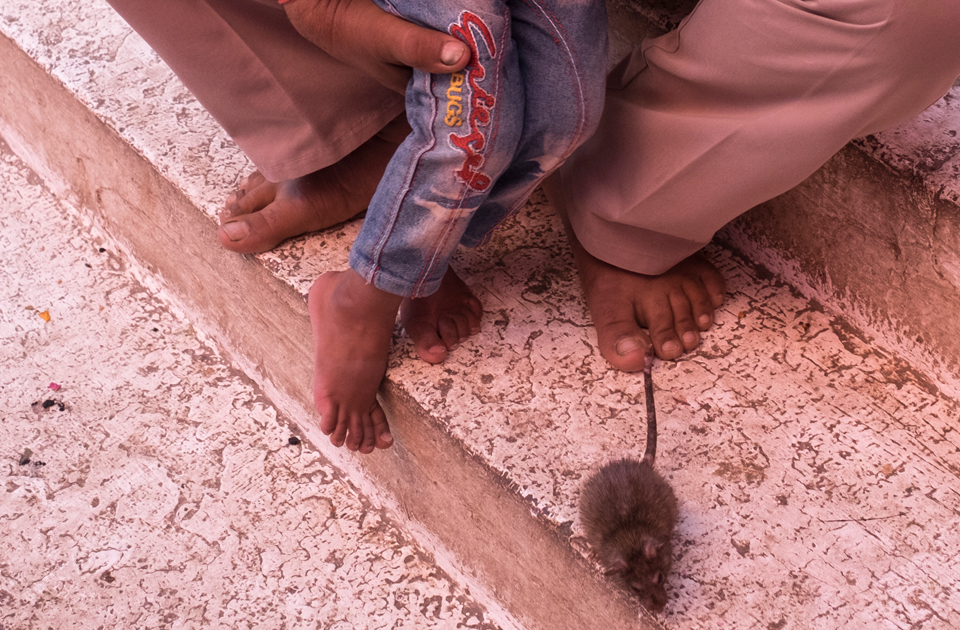 Крысиный рай: индийский храм, где поклоняются грызунам Крысиный рай: индийский храм, где поклоняются грызунам индия,история,крысы,культура индии,мир,страны