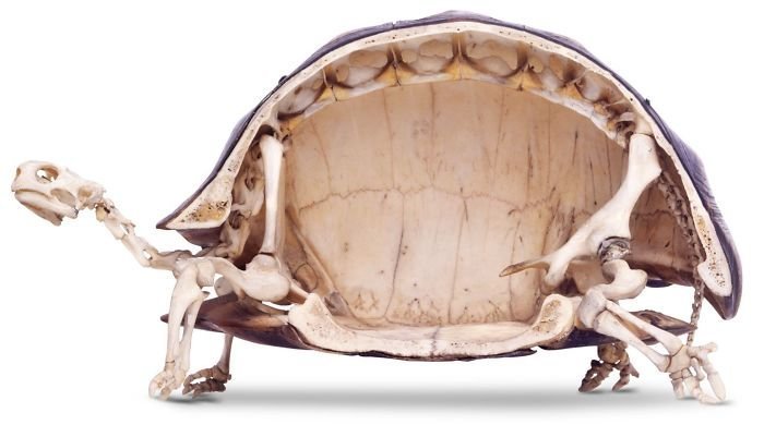 Скелет черепахи интересное, интересные фото, неожиданно, подборка, познавательно, редкие фото, секреты, фото