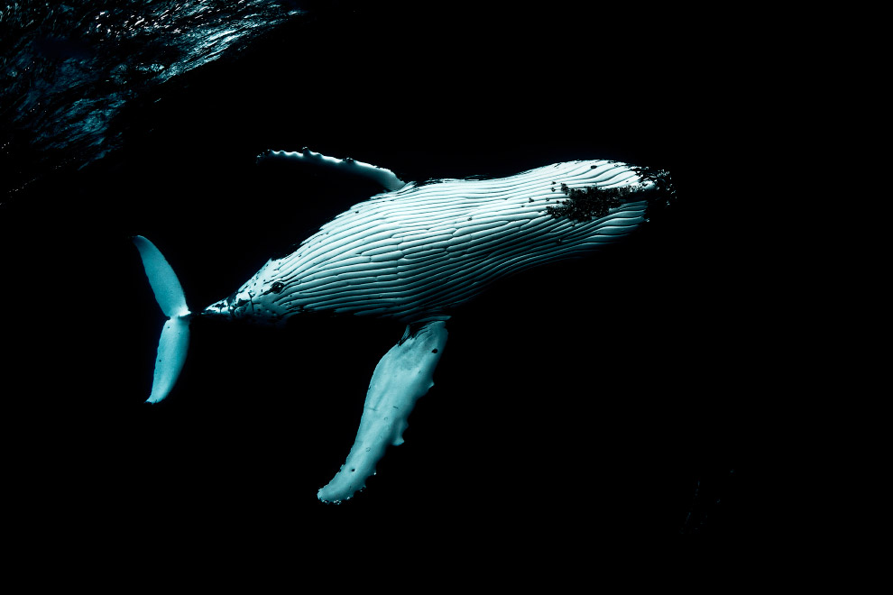 PHOTOS: Swimming with whales