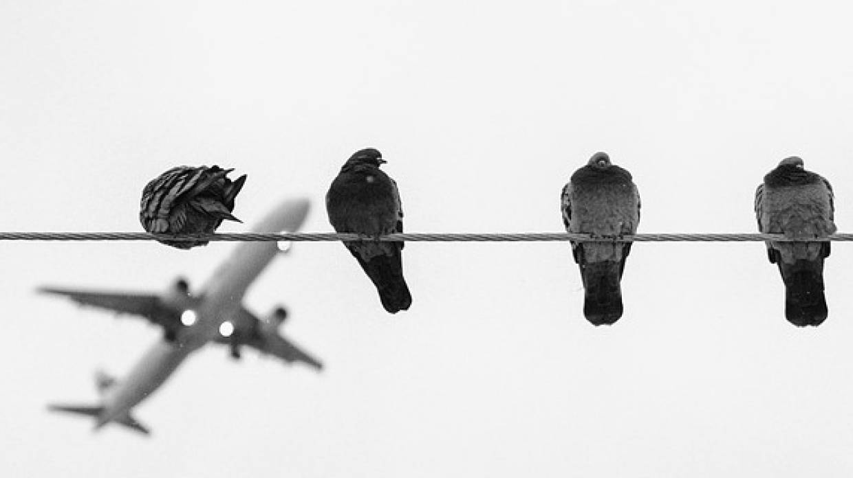 Нейросеть в Самаре обучили навыку, который поможет самолетам не сталкиваться с птицами