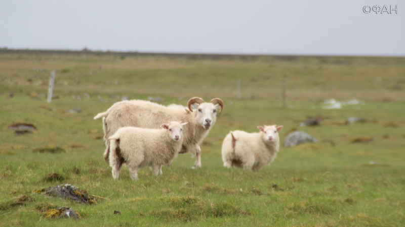 Пастух за замечание забил до смерти владельца овец в Хакасии