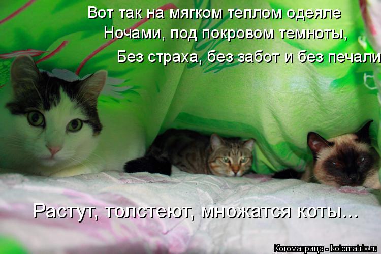 Котоматрица: Вот так на мягком теплом одеяле Ночами, под покровом темноты, Без страха, без забот и без печали Растут, толстеют, множатся коты...