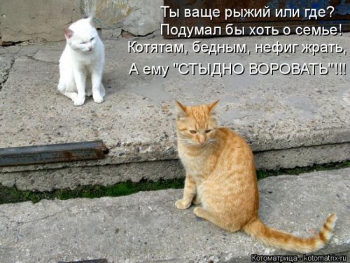 Свежая котоматрица (29 фото)