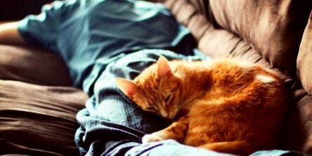 Совместный сон с котиком: почему не пускать питомца к себе в постель – маленькое преступление спать, одной, рядом, совместного, которые, своего, много, человек, комнате, примеру, кровати, хозяина, мнение, котами, спали, кошка, очень, кошки, человека, каждый