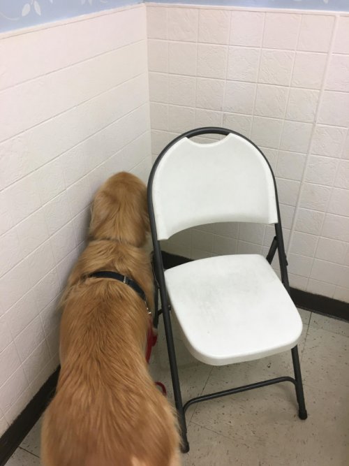 20 драматических фотографий с собаками, которых привезли к ветеринару 