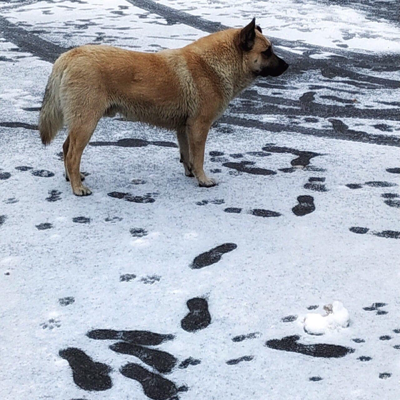 пес на прогулке
