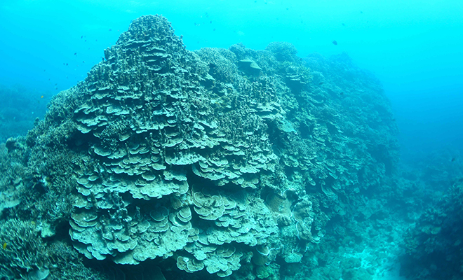 Дайвер спустился под воду и увидел по собой настоящий коралловый лес из деревьев. Видео коралловых, кораллы, фотограф, исчезать, стали, Окинавы, рифовые, выглядел, помочьВ, решили, системы, Подводный, году Тогда, появилась, рифов, созданию, инициатива, выяснилось, позднее, такСегодня