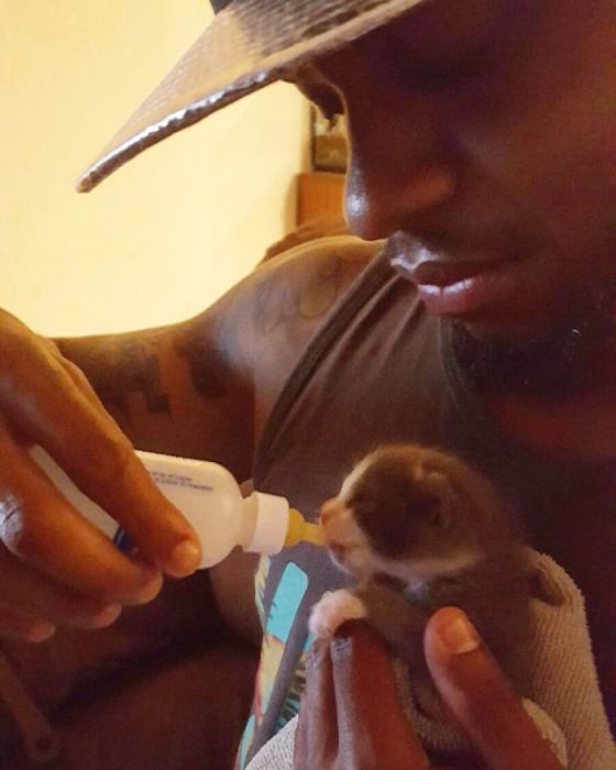 20 фотографий котов, которые, если присмотреться, повсюду животные