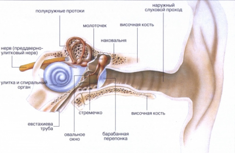Как лечить отит (воспаление среднего уха)