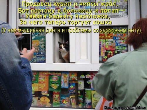 Лучшая котоматрица недели (16 фото)