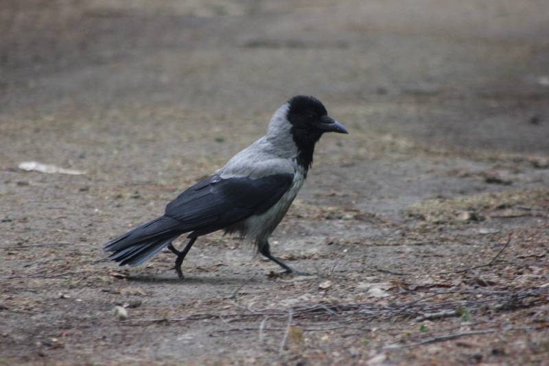 Репортаж Колорадского Таракана. Я и ваша Москва Репортаж Колорадского Таракана. Я и ваша Москва россия,украина