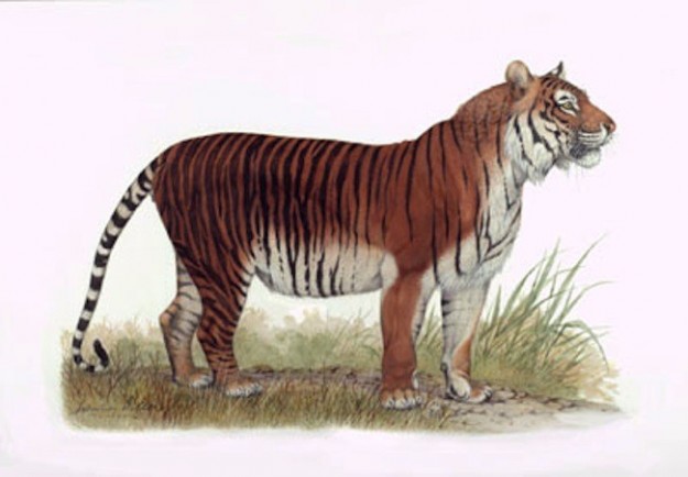 Яванский тигр — 1994. вымирание, животные, планета земля