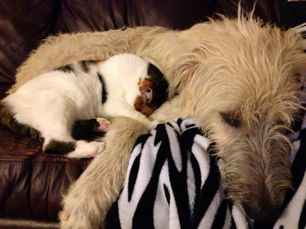catslovedogs09
