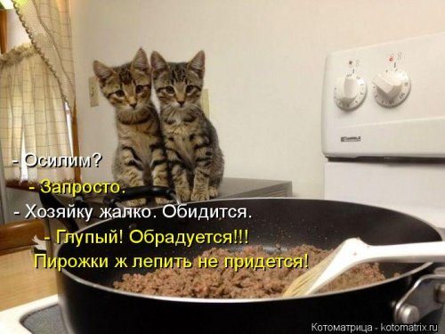 Лучшие котоматрицы за прошедшую неделю 