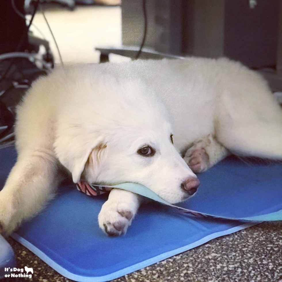 It's been awhile since we've updated, but here is Kiska, our Great Pyrenees puppy, at 4 months!
