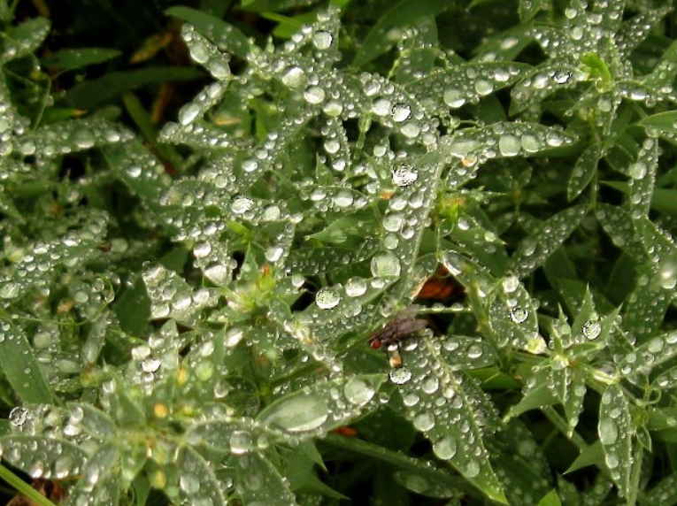 Древние деревенские рецепты лечения утренней росой. Как современные знахари используют росу для исцеления