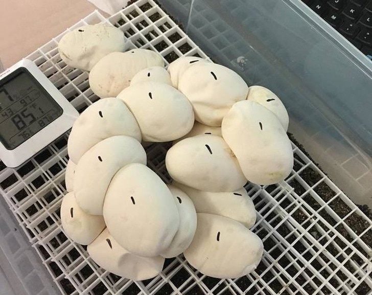 15 случаев, когда природа в своих фантазиях зашла слишком далеко 15 случаев, когда природа в своих фантазиях зашла слишком далеко интересное,мир,удивительно ,фотография, животные , природа