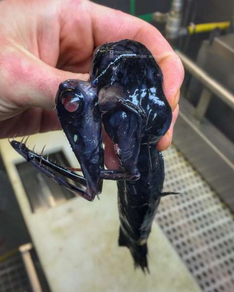 Странные существа из морских глубин, пойманные Романом Федорцовым