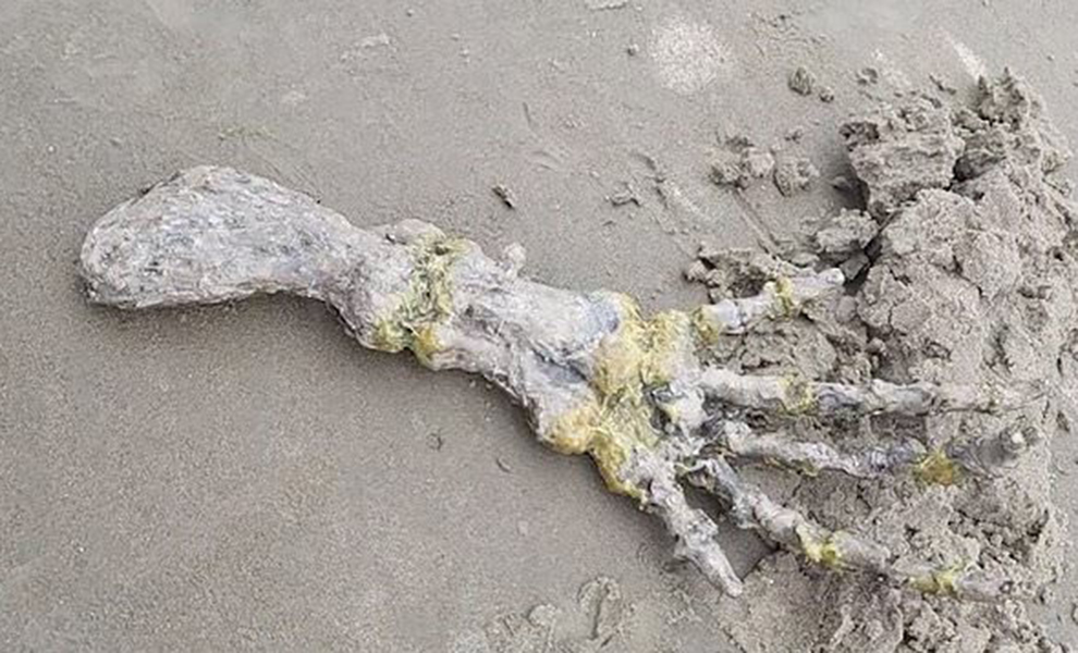 Это не человек: гигантскую кисть с пятью пальцами обнаружили на пляже в Бразилии Культура
