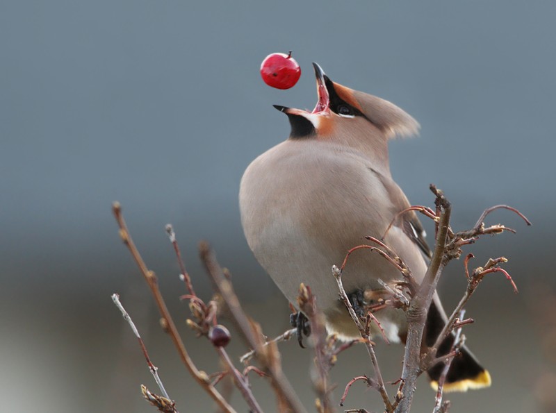 20 фото, снятых в нужный момент, которые заставят вас приглядеться 20 фото, снятых в нужный момент, которые заставят вас приглядеться