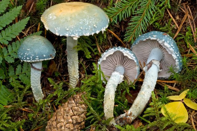 Как грибы могут спасти ваш сад? Их уникальные свойства и способы применения
