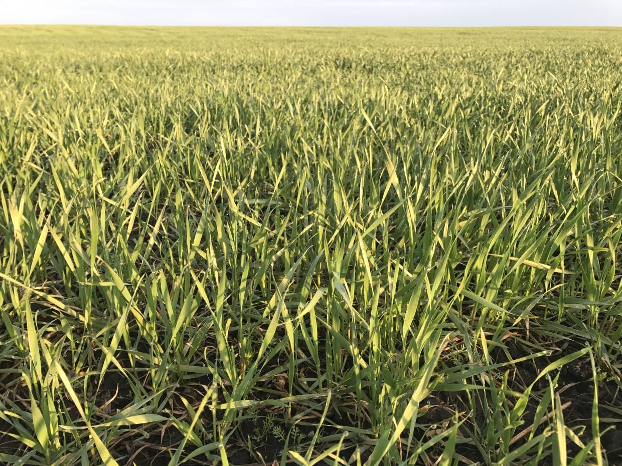 Перепады температур могут уничтожить часть донских посевов