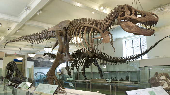 Обладал ли тираннозавр рекс выдающимся интеллектом?