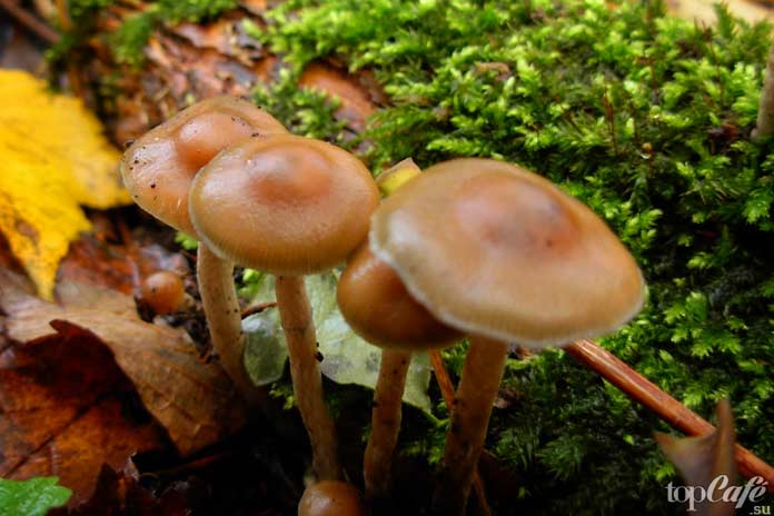 Псилоцибиновые грибы: Псилоцибе чешская