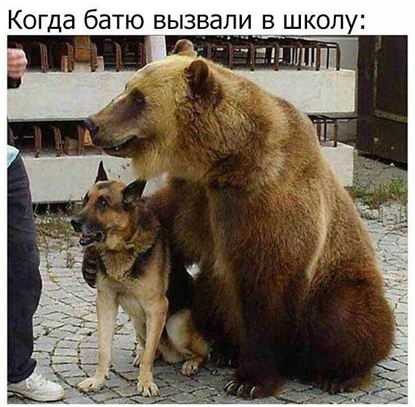 Подборка забавных картинок и веселых фото с надписями из сети Подборка забавных картинок и веселых фото с надписями из сети картинки с надписями,смешные картинки,смешные комментарии,угарные фотки,фото приколы