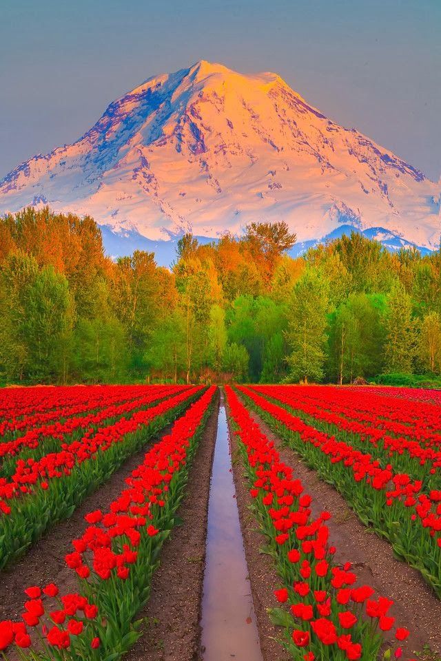 17-Mt-Rainier-Washington-USA