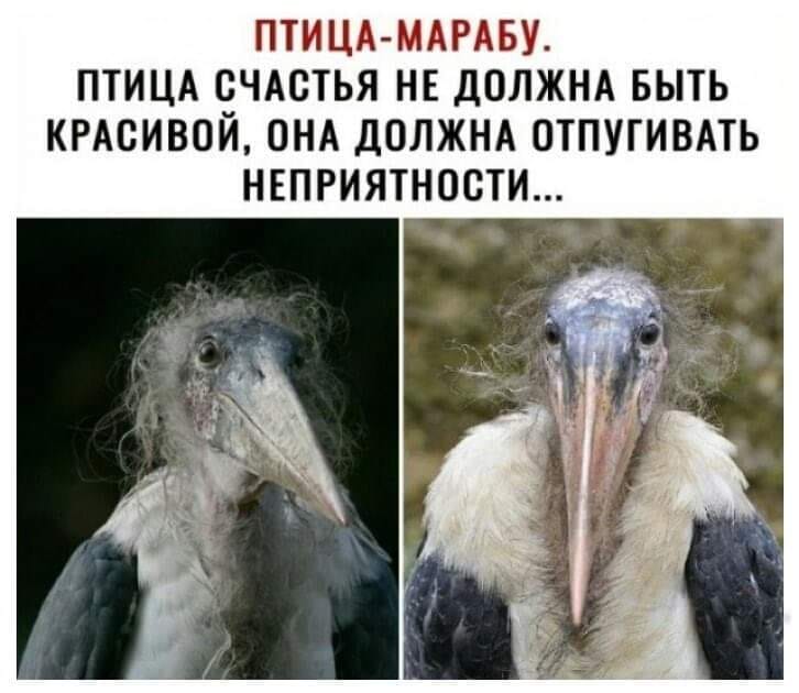 — Роза Моисеевна, вы не против поужинать вместе?... Мужик, посуду, угадал, доллар, Тогда, деньги, поможет, выпейте, сексуальной, который, пустыни, понравился, шарик, Вдруг, мужик, тюбик, наперстка, сидел, складном, стуле