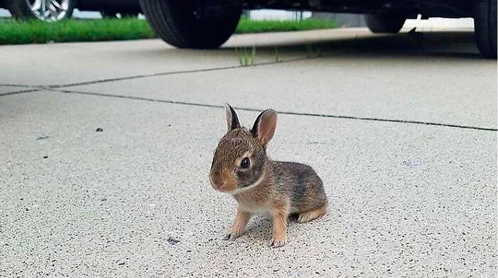 Очаровательные малыши: подборка самых милых фотографий детенышей животных