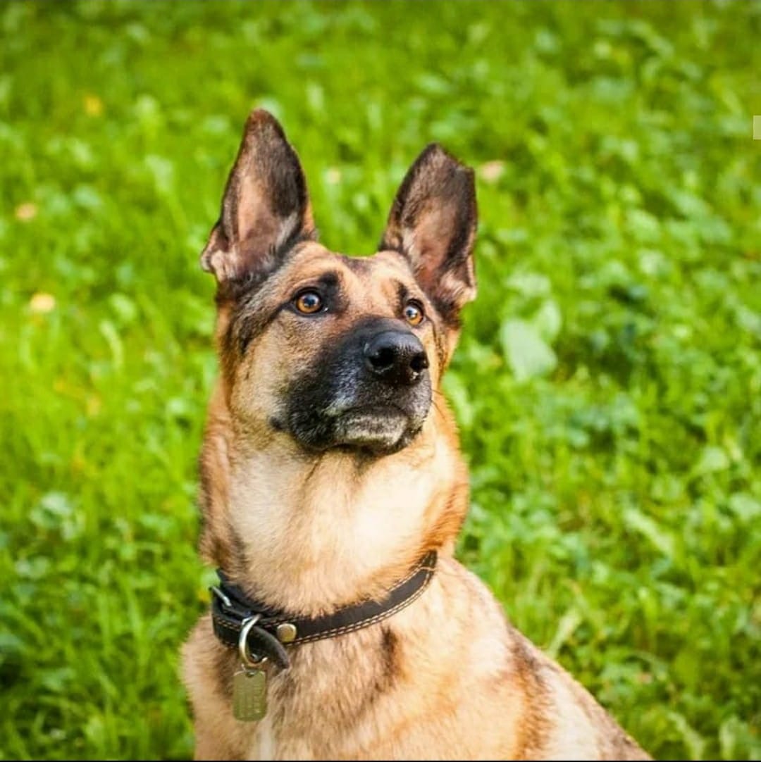 пес на прогулке