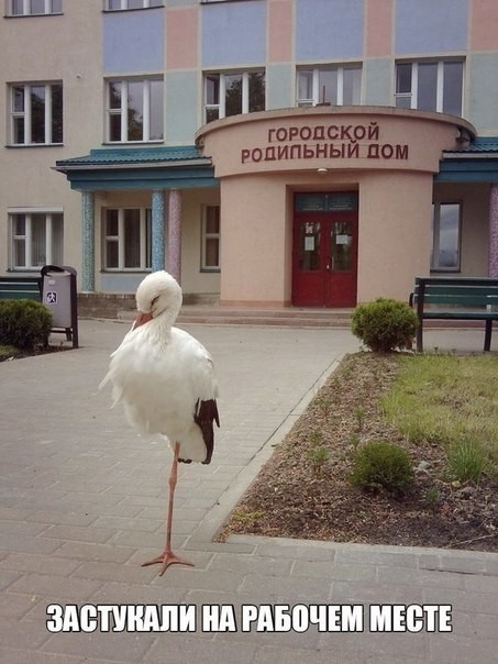 Очередная подборка картинок с подписями картинки с подписями, подборка, позитив, юмор