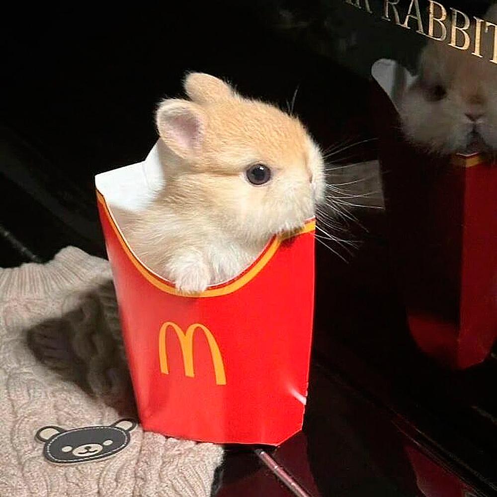 Очаровательные малыши: подборка самых милых фотографий детенышей животных