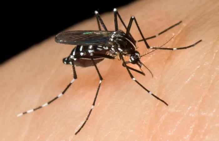 Откуда берутся комары в доме: причины их появления и способы избавления