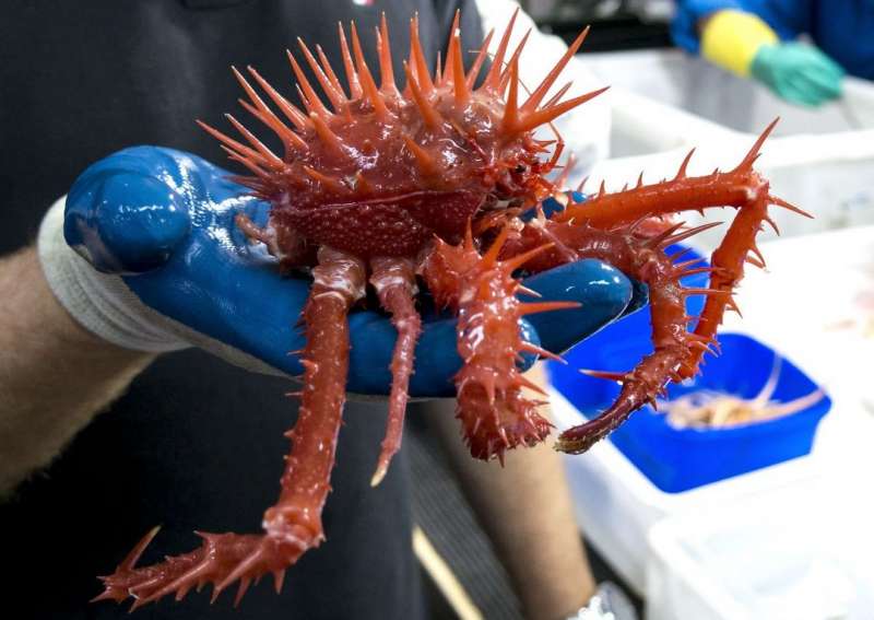 Странные существа из морских глубин, пойманные Романом Федорцовым