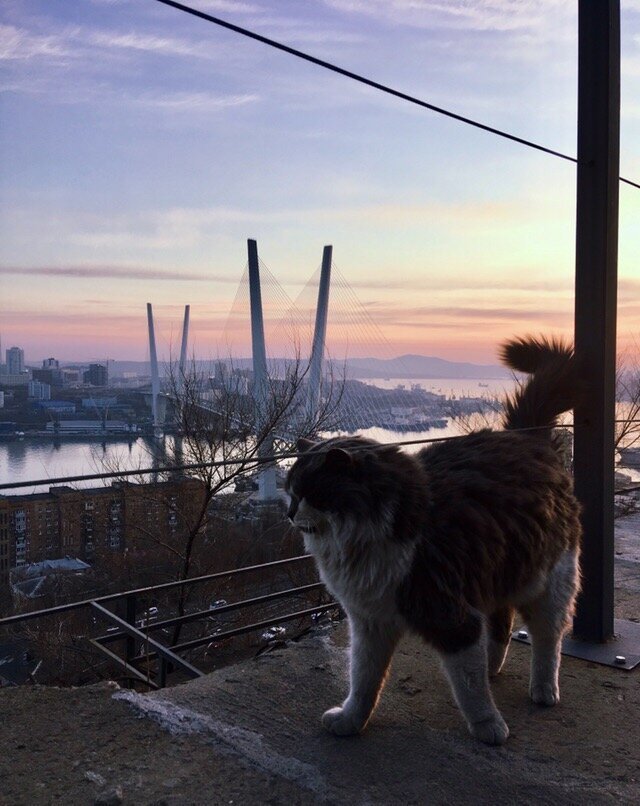 Само величие братья наши меньшие, город, кот, кошка, уличные животные, уличные кошки, эстетика