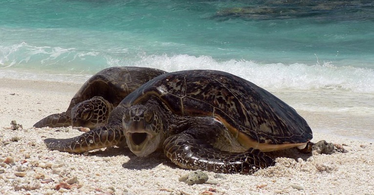Десятки черепах с ножевыми ранениями обнаружили на японском острове