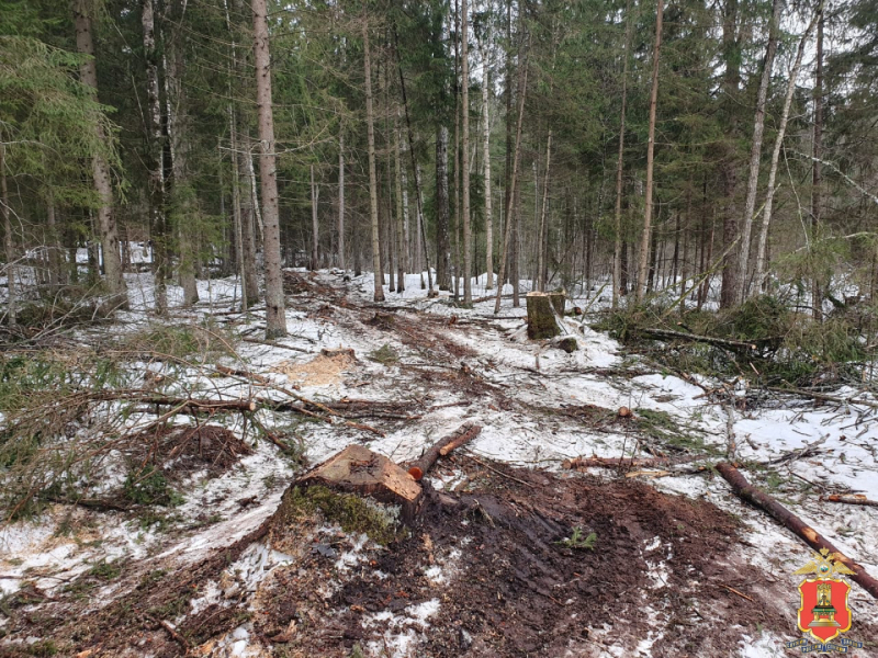 Житель Тверской области съездил в лес за стройматериалами и стал фигурантом уголовного дела