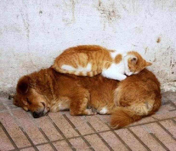 Кошки, которые настолько обнаглели, что используют собак вместо подушки Кошки, которые настолько обнаглели, что используют собак вместо подушки