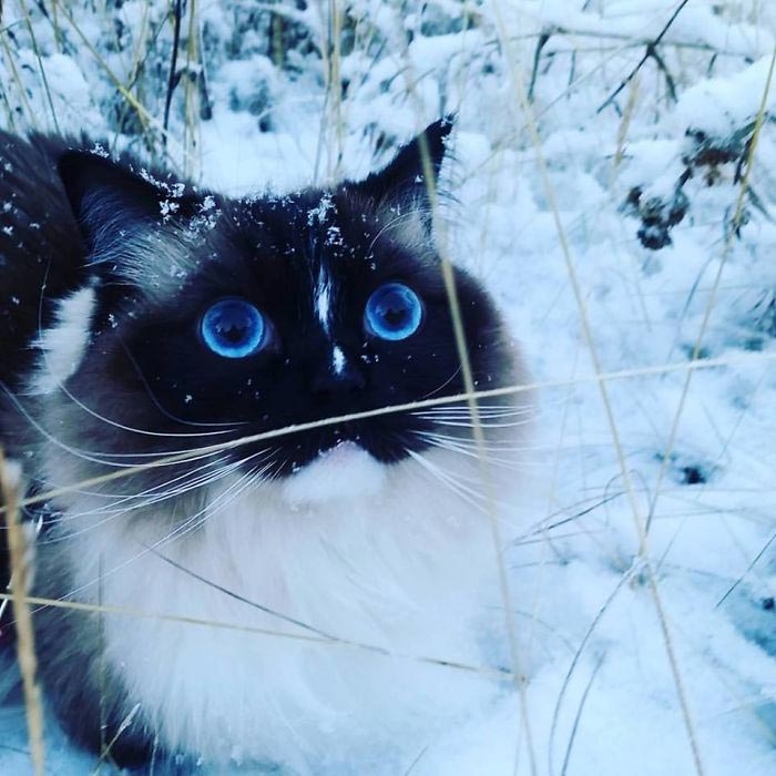 животные впервые увидели снег, реакция животных на первый снег 
