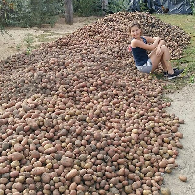 Смешной лисы, прикольные картинки сбор урожая