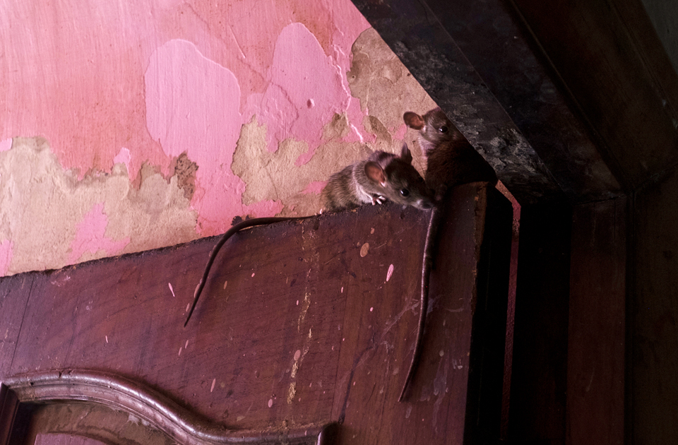 Крысиный рай: индийский храм, где поклоняются грызунам Крысиный рай: индийский храм, где поклоняются грызунам индия,история,крысы,культура индии,мир,страны