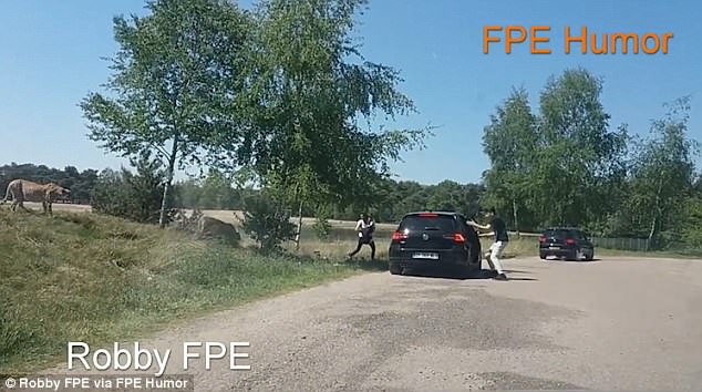 Гепарды чуть не съели французских туристов, которые вышли из машины на сафари
